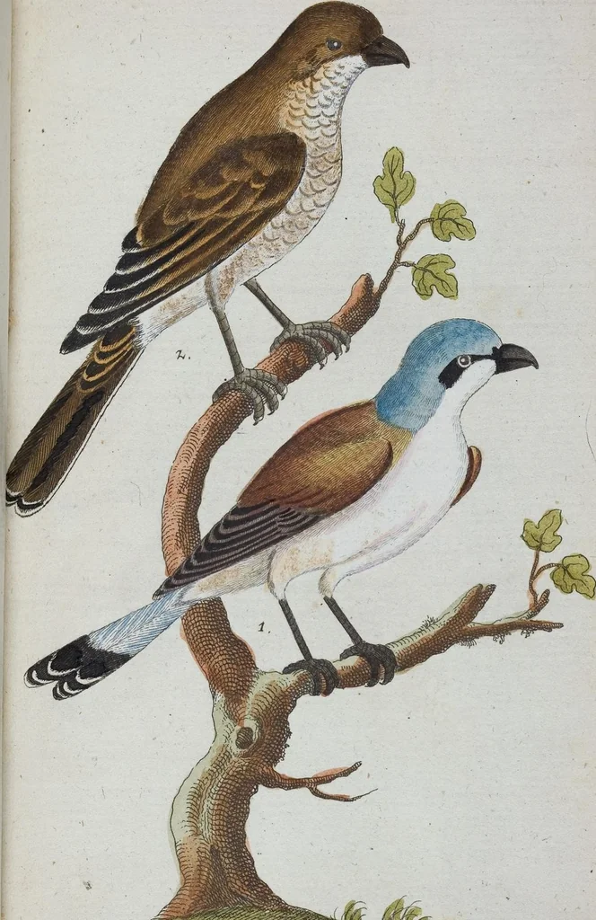 An illustration from (Band 1): Erstes Hundert, 1795, leaf 232