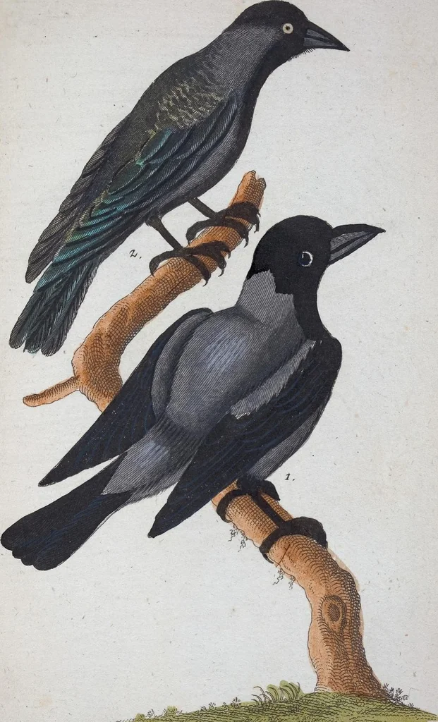 An illustration from (Band 1): Erstes Hundert, 1795, leaf 233
