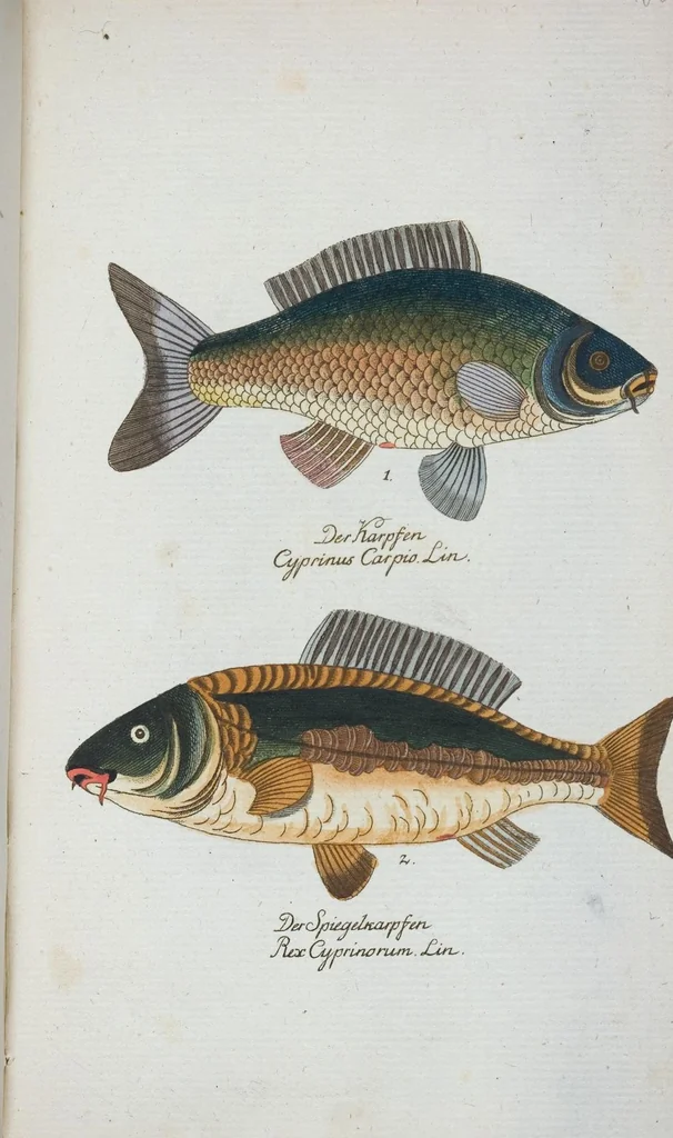 An illustration from (Band 1): Erstes Hundert, 1795, leaf 236