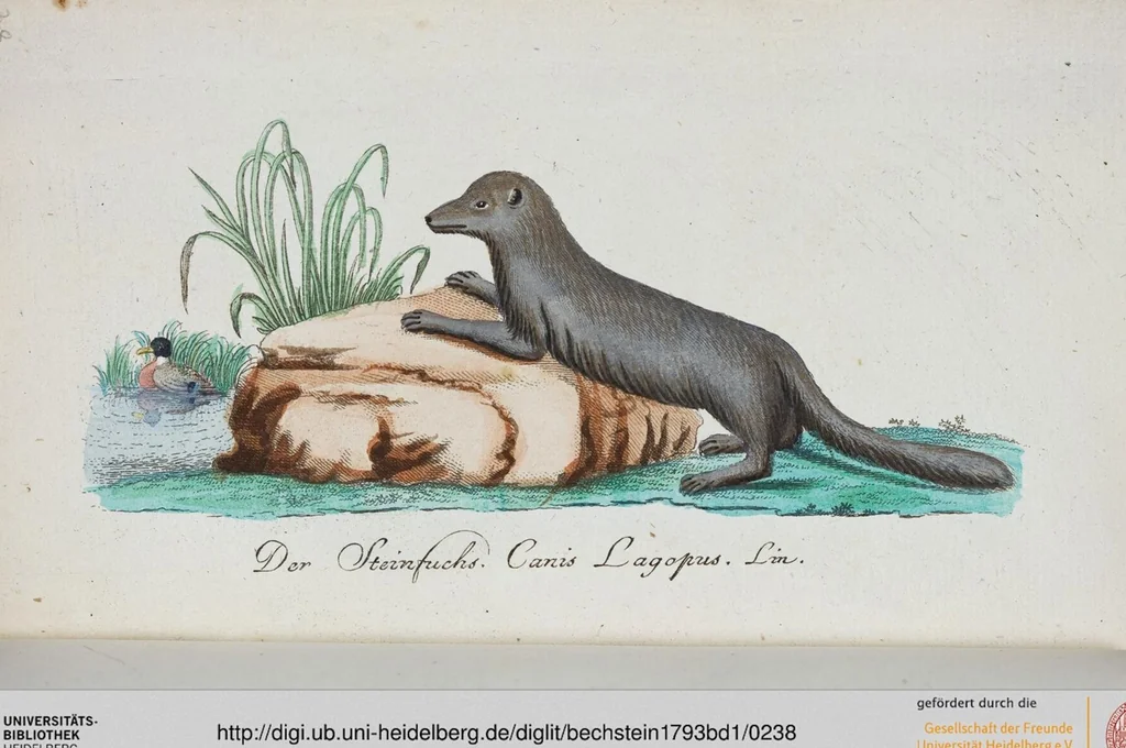 An illustration from (Band 1): Erstes Hundert, 1795, leaf 238