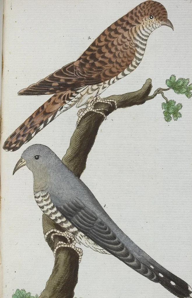 An illustration from (Band 1): Erstes Hundert, 1795, leaf 243