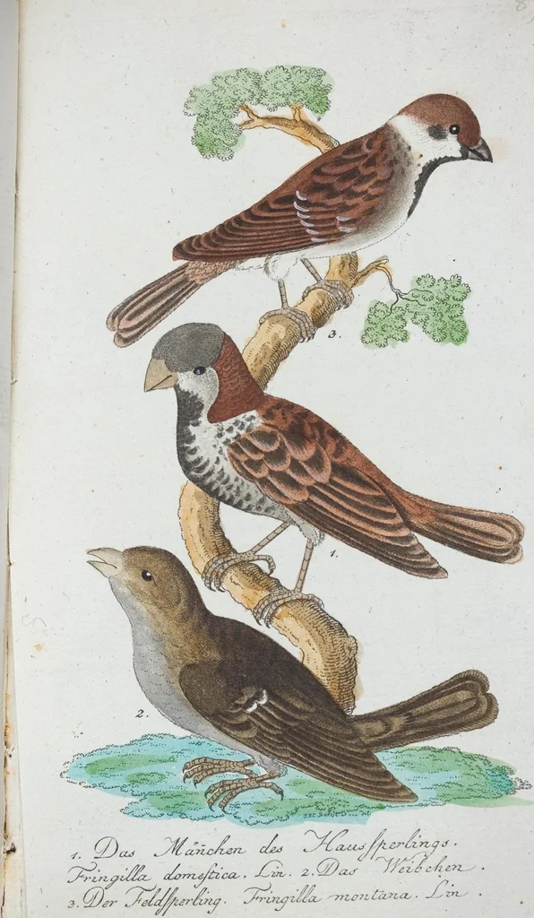 An illustration from (Band 1): Erstes Hundert, 1795, leaf 244