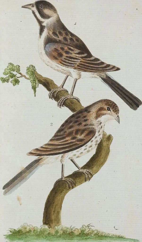 An illustration from (Band 1): Erstes Hundert, 1795, leaf 245