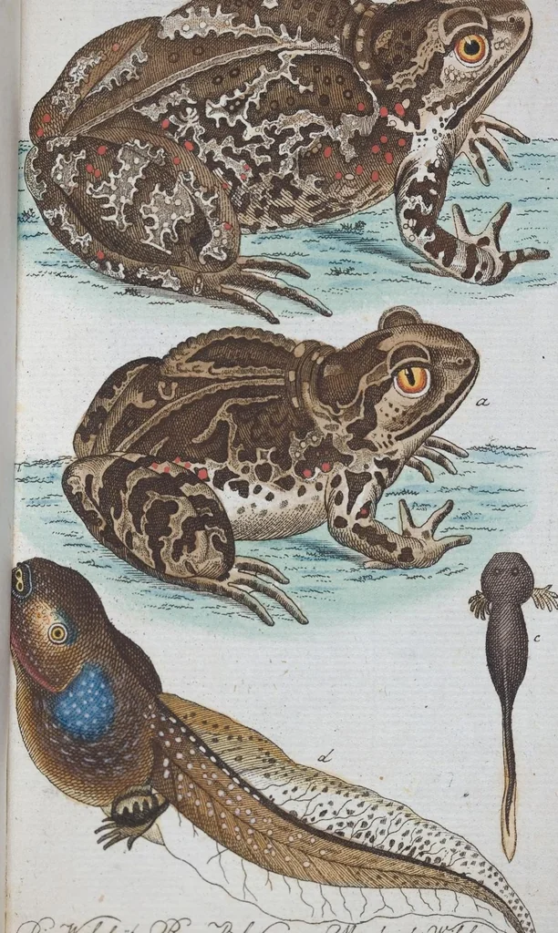 An illustration from (Band 1): Erstes Hundert, 1795, leaf 246