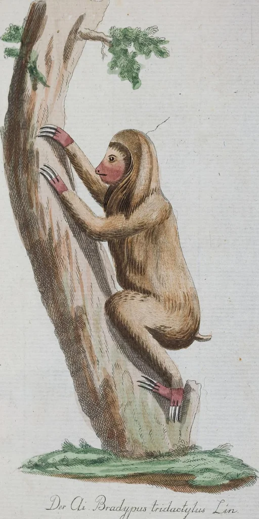 An illustration from (Band 1): Erstes Hundert, 1795, leaf 247