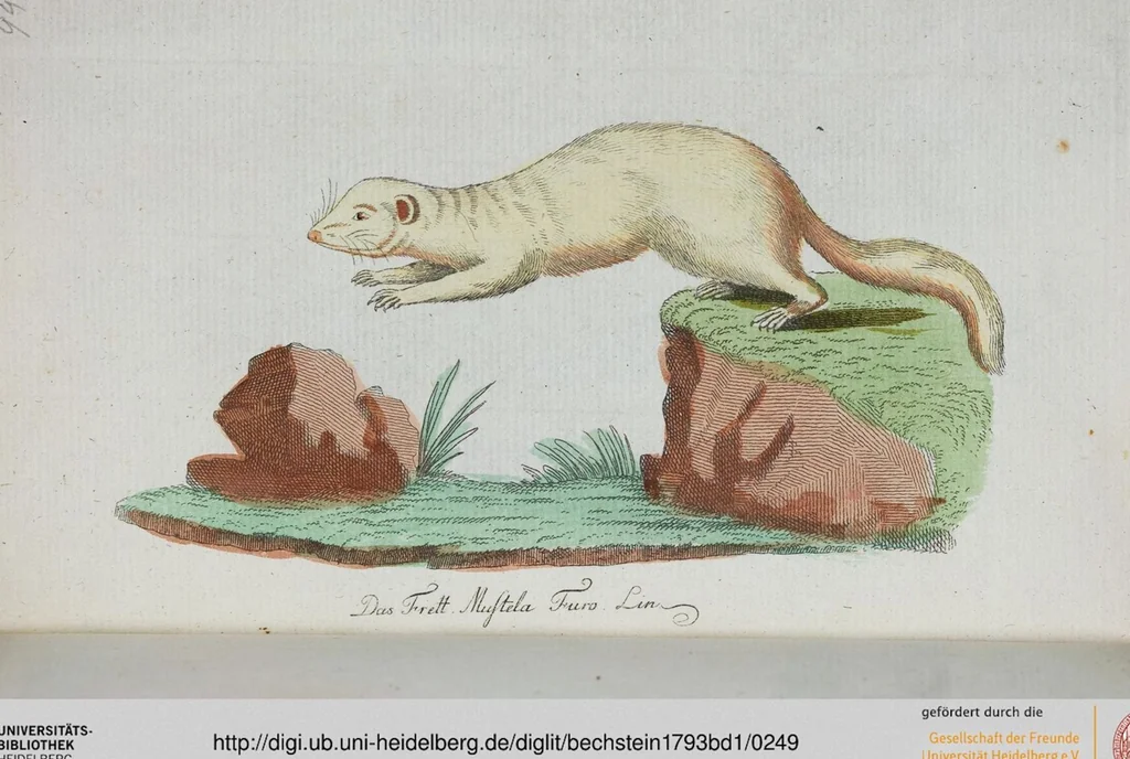 An illustration from (Band 1): Erstes Hundert, 1795, leaf 249