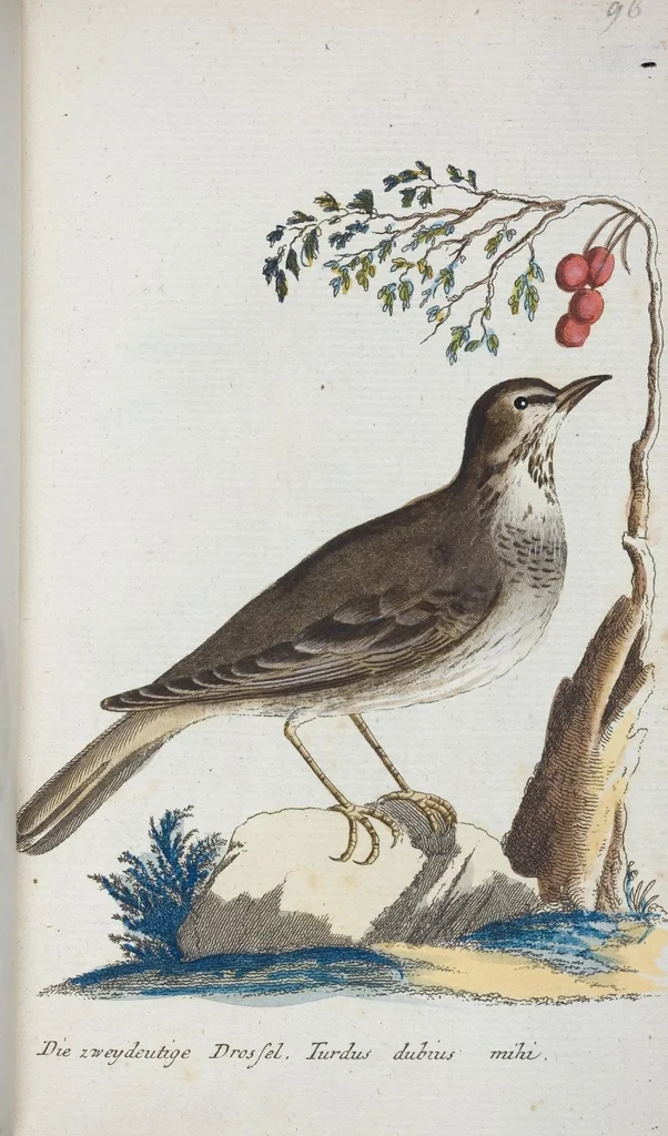 An illustration from (Band 1): Erstes Hundert, 1795, leaf 251