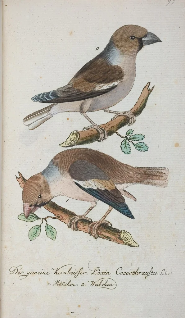An illustration from (Band 1): Erstes Hundert, 1795, leaf 252
