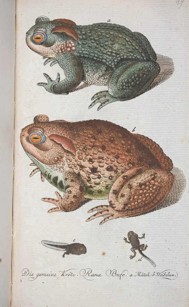 An illustration from (Band 1): Erstes Hundert, 1795, leaf 254