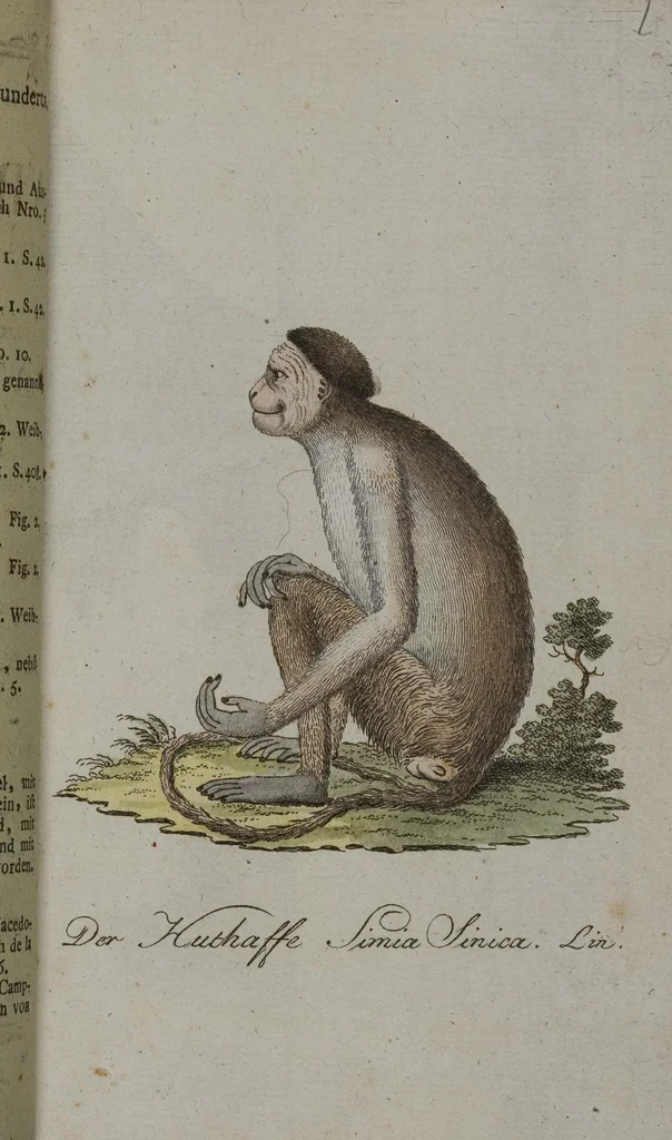 An illustration from (Band 2): Zweytes Hundert, 1796, leaf 113