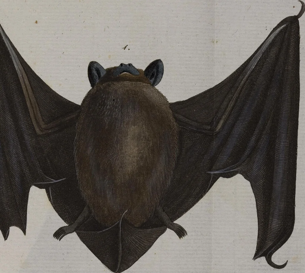 An illustration from (Band 2): Zweytes Hundert, 1796, leaf 114