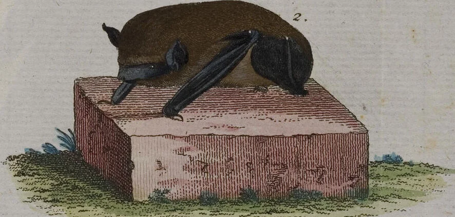 An illustration from (Band 2): Zweytes Hundert, 1796, leaf 114