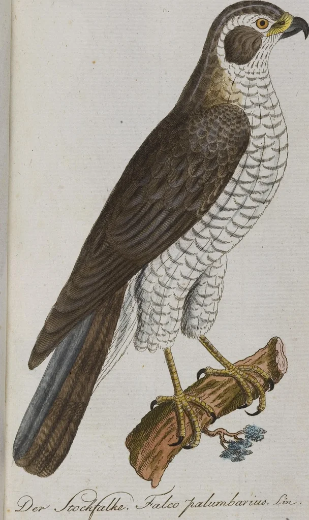 An illustration from (Band 2): Zweytes Hundert, 1796, leaf 115