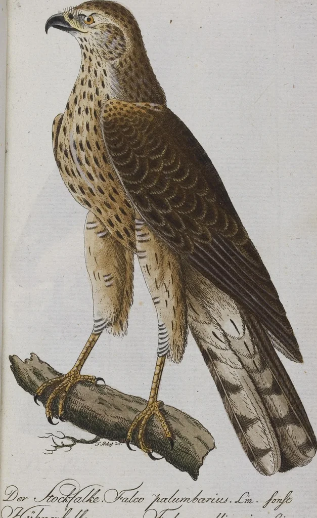 An illustration from (Band 2): Zweytes Hundert, 1796, leaf 116