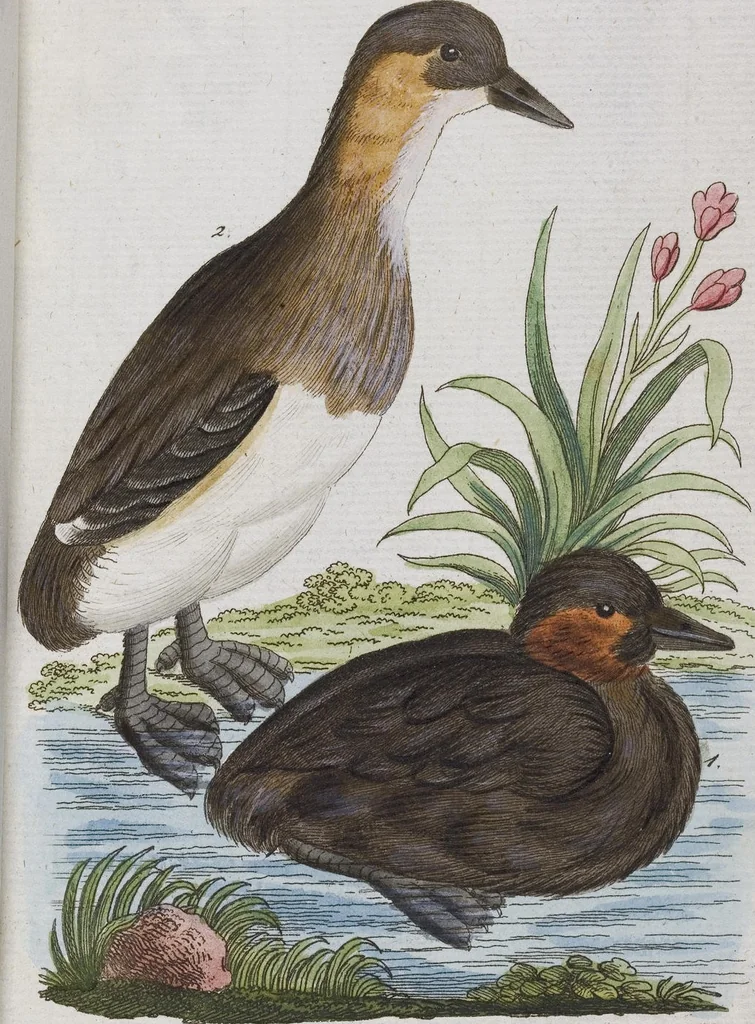 An illustration from (Band 2): Zweytes Hundert, 1796, leaf 117