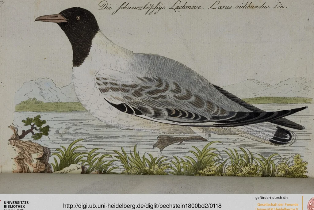 An illustration from (Band 2): Zweytes Hundert, 1796, leaf 118