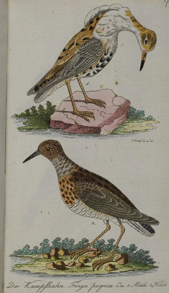 An illustration from (Band 2): Zweytes Hundert, 1796, leaf 119