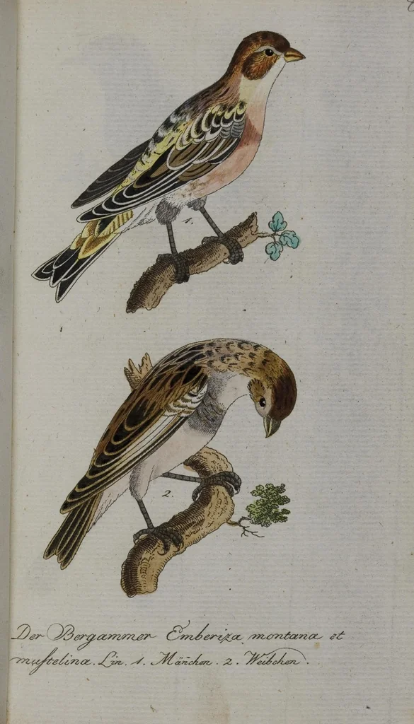 An illustration from (Band 2): Zweytes Hundert, 1796, leaf 120