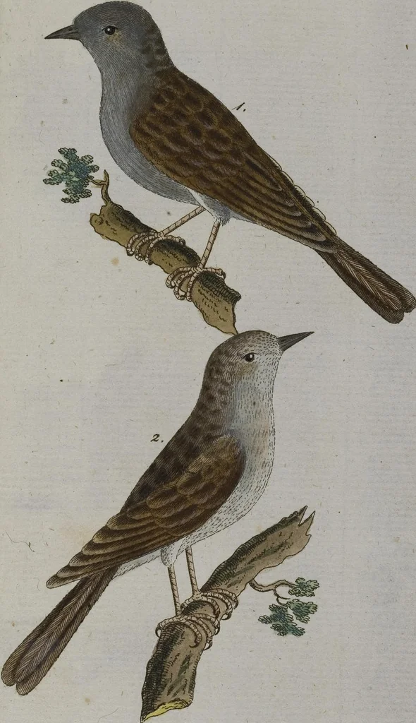 An illustration from (Band 2): Zweytes Hundert, 1796, leaf 121