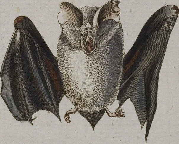 An illustration from (Band 2): Zweytes Hundert, 1796, leaf 125