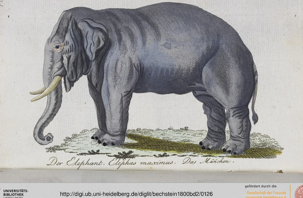 An illustration from (Band 2): Zweytes Hundert, 1796, leaf 126