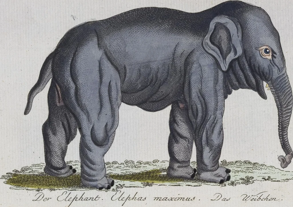 An illustration from (Band 2): Zweytes Hundert, 1796, leaf 127
