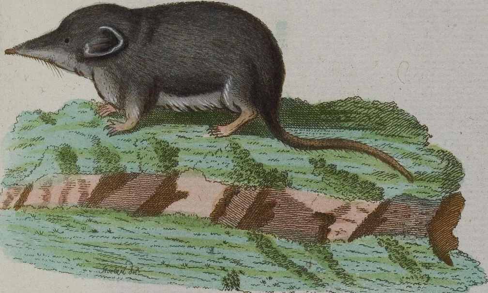 An illustration from (Band 2): Zweytes Hundert, 1796, leaf 128