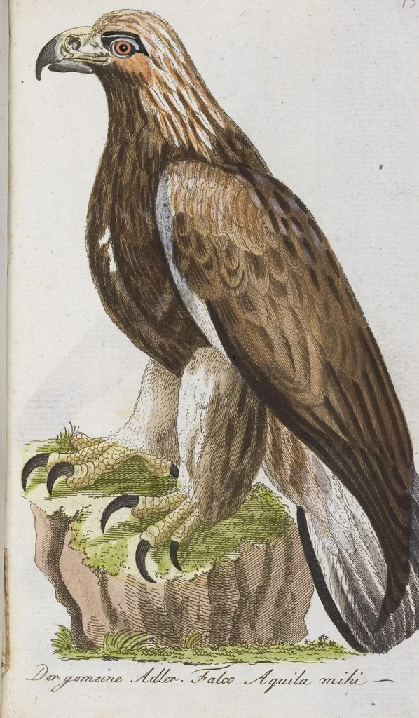 An illustration from (Band 2): Zweytes Hundert, 1796, leaf 129