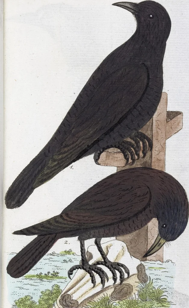 An illustration from (Band 2): Zweytes Hundert, 1796, leaf 130