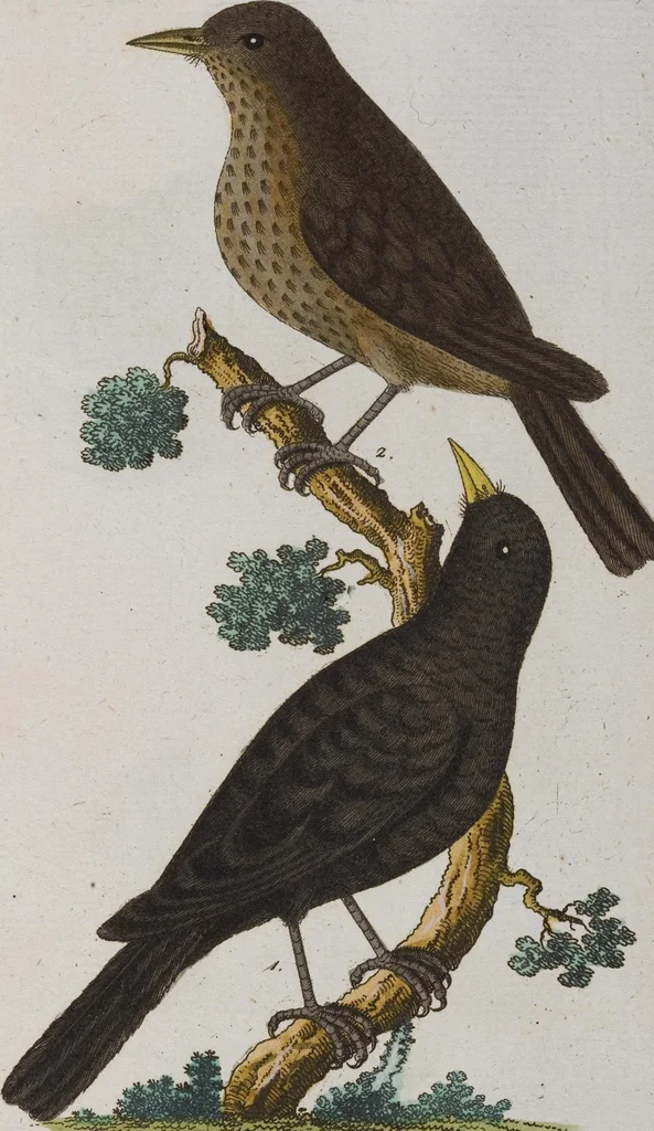 An illustration from (Band 2): Zweytes Hundert, 1796, leaf 133