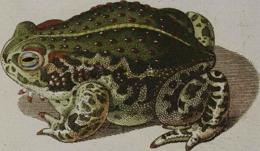 An illustration from (Band 2): Zweytes Hundert, 1796, leaf 134