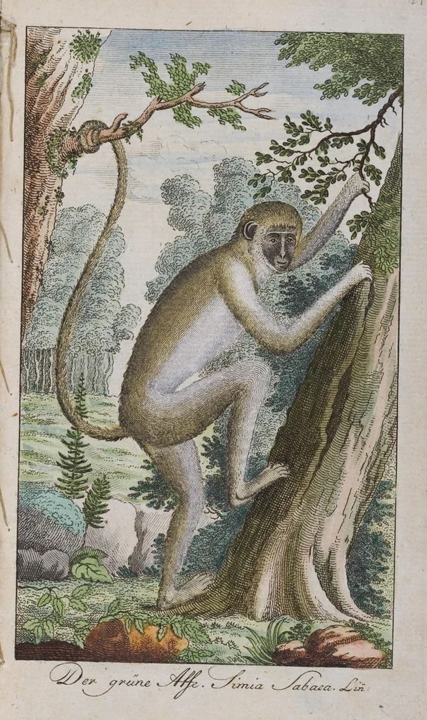 An illustration from (Band 2): Zweytes Hundert, 1796, leaf 137