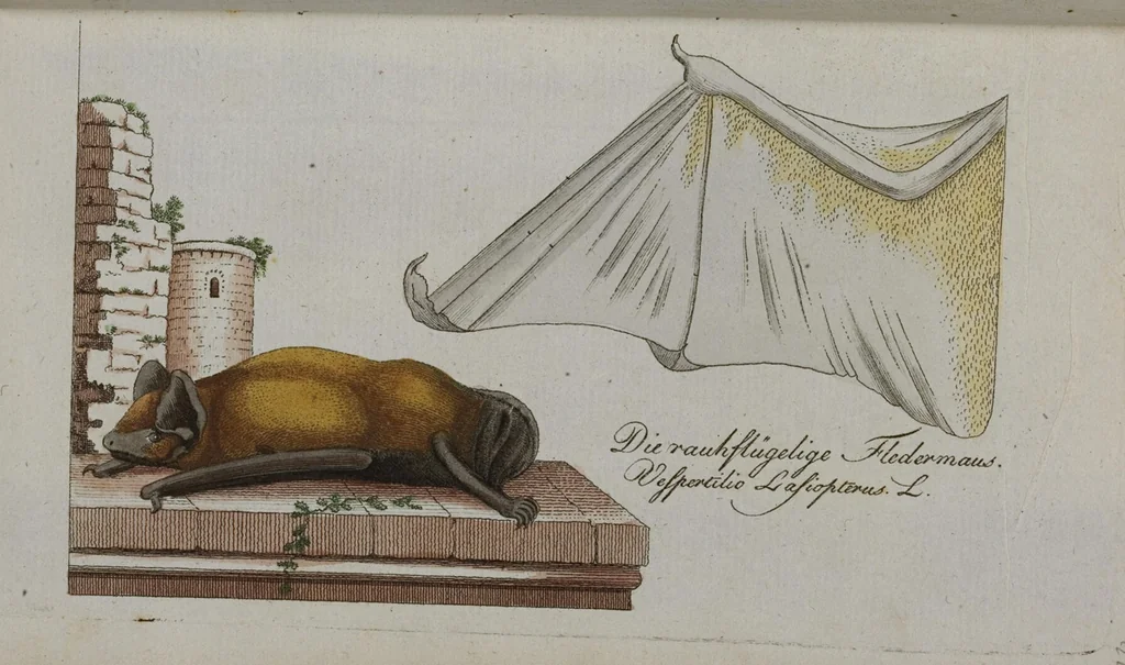 An illustration from (Band 2): Zweytes Hundert, 1796, leaf 138