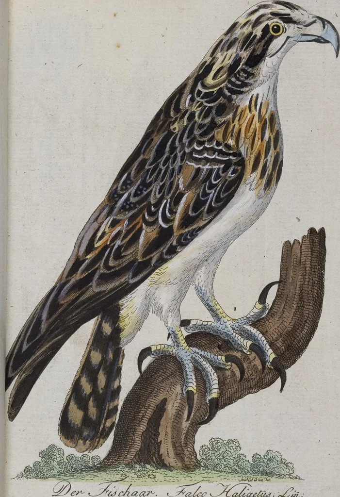An illustration from (Band 2): Zweytes Hundert, 1796, leaf 143