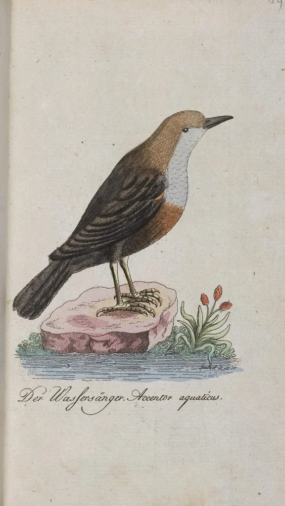 An illustration from (Band 2): Zweytes Hundert, 1796, leaf 146