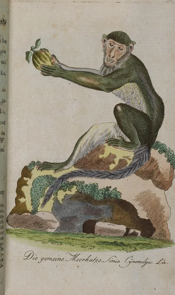 An illustration from (Band 2): Zweytes Hundert, 1796, leaf 149