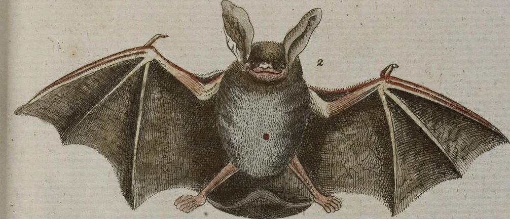 An illustration from (Band 2): Zweytes Hundert, 1796, leaf 150