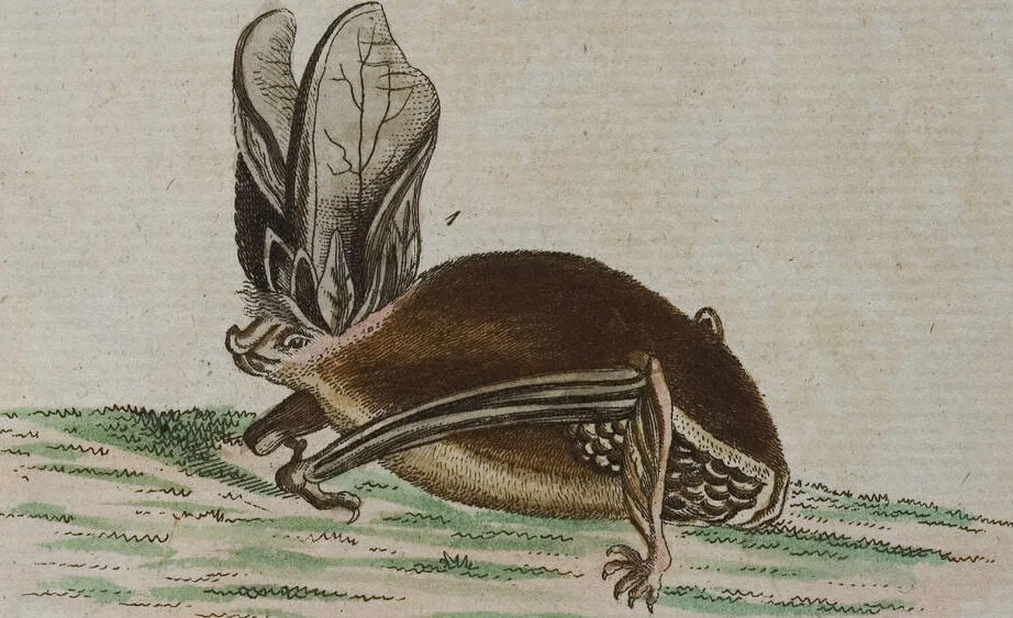 An illustration from (Band 2): Zweytes Hundert, 1796, leaf 150