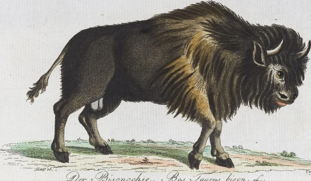 An illustration from (Band 2): Zweytes Hundert, 1796, leaf 152