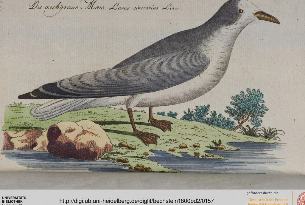 An illustration from (Band 2): Zweytes Hundert, 1796, leaf 157