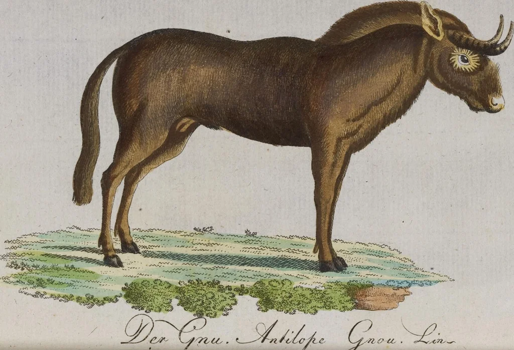 An illustration from (Band 2): Zweytes Hundert, 1796, leaf 163