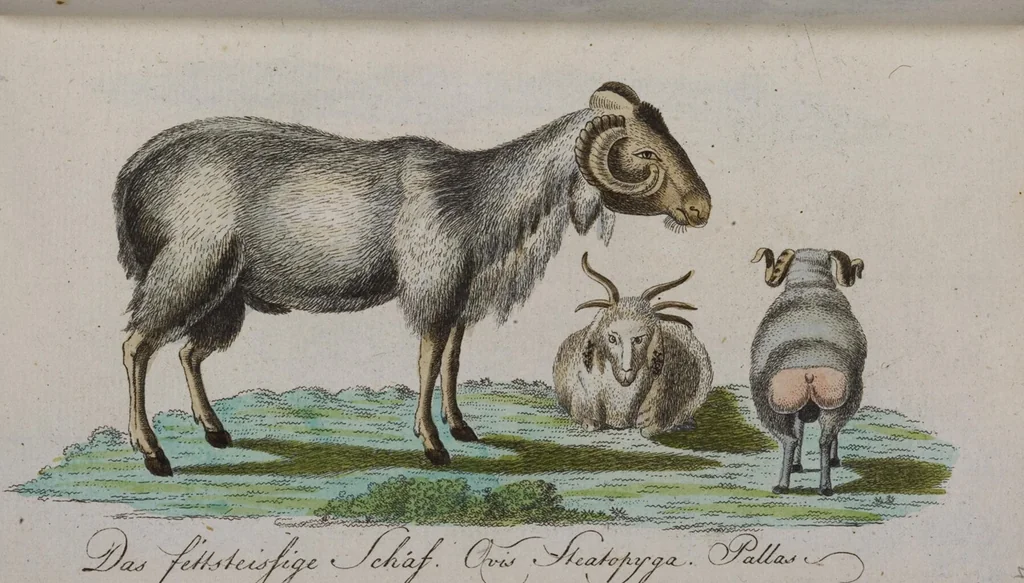 An illustration from (Band 2): Zweytes Hundert, 1796, leaf 164