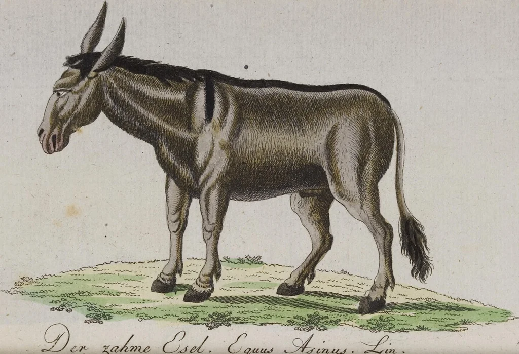 An illustration from (Band 2): Zweytes Hundert, 1796, leaf 165