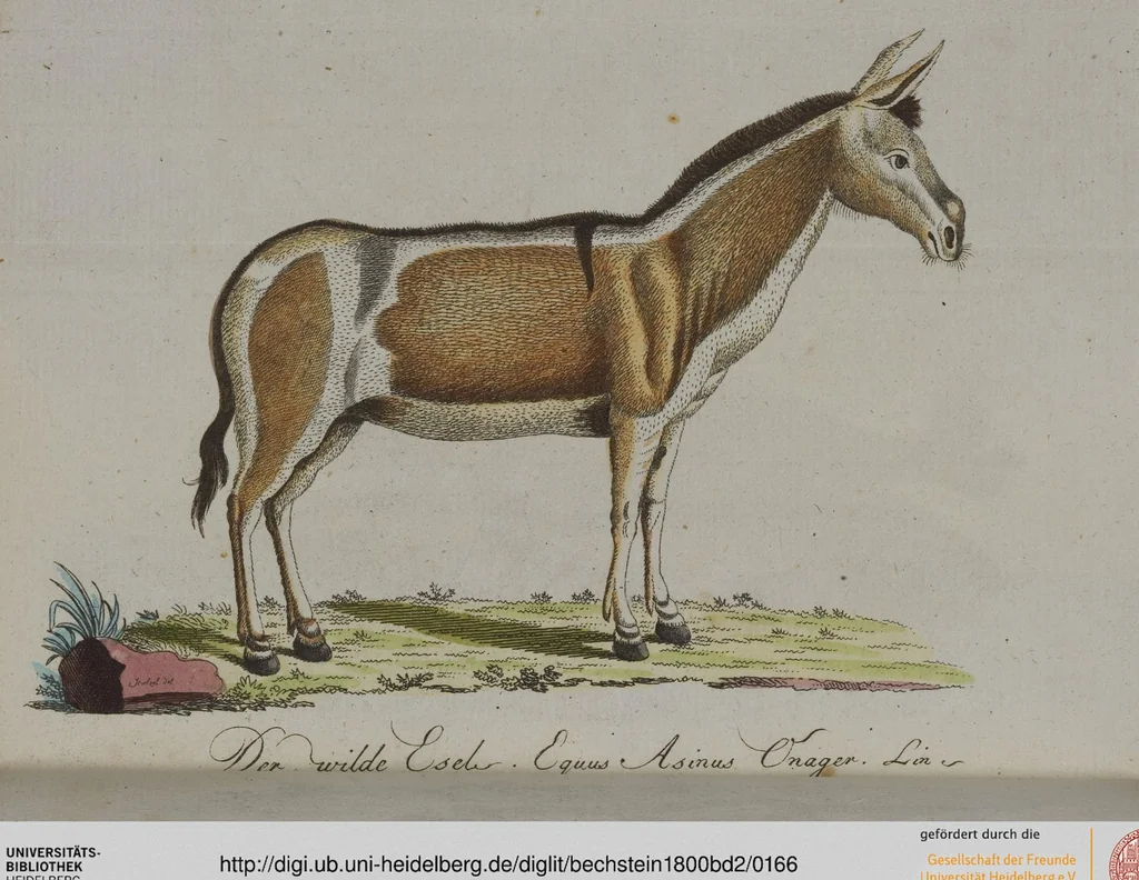 An illustration from (Band 2): Zweytes Hundert, 1796, leaf 166