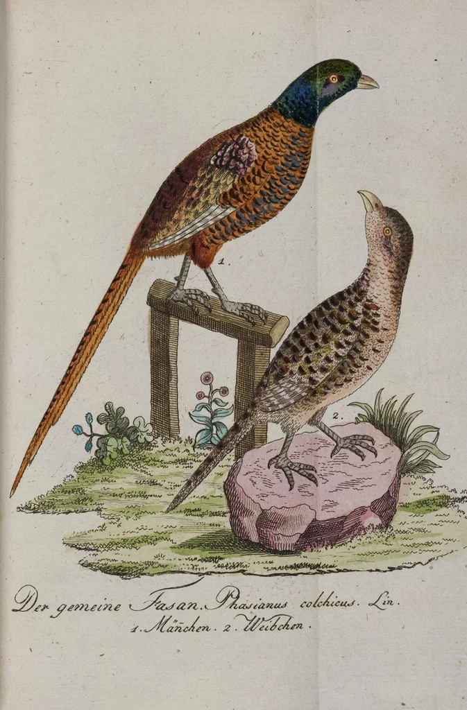 An illustration from (Band 2): Zweytes Hundert, 1796, leaf 168
