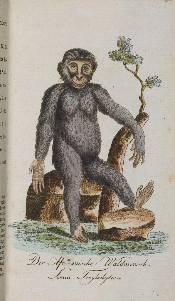 An illustration from (Band 2): Zweytes Hundert, 1796, leaf 173