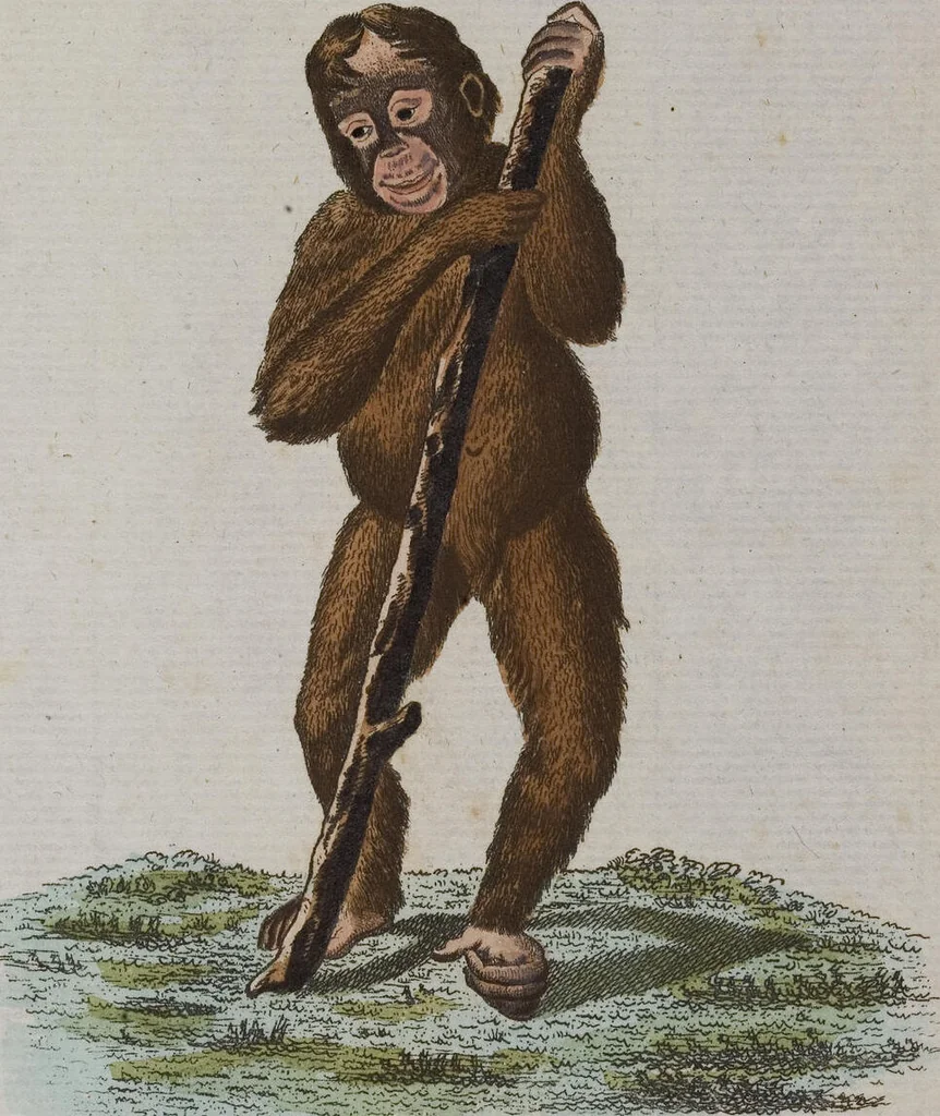 An illustration from (Band 2): Zweytes Hundert, 1796, leaf 174