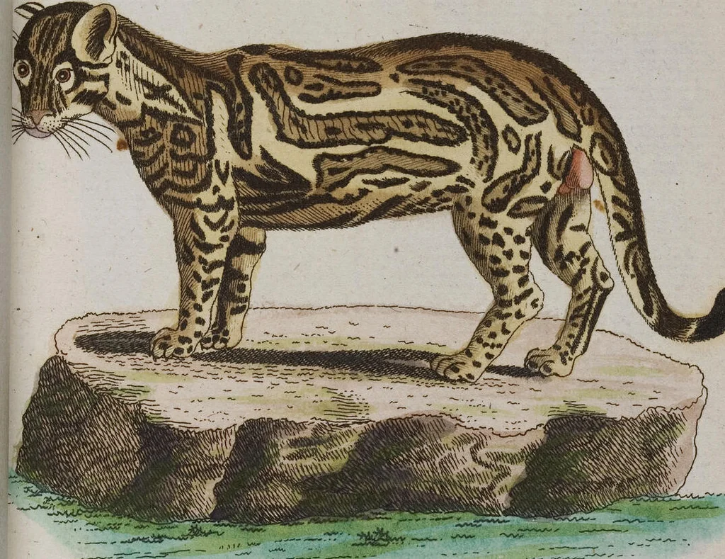 An illustration from (Band 2): Zweytes Hundert, 1796, leaf 177