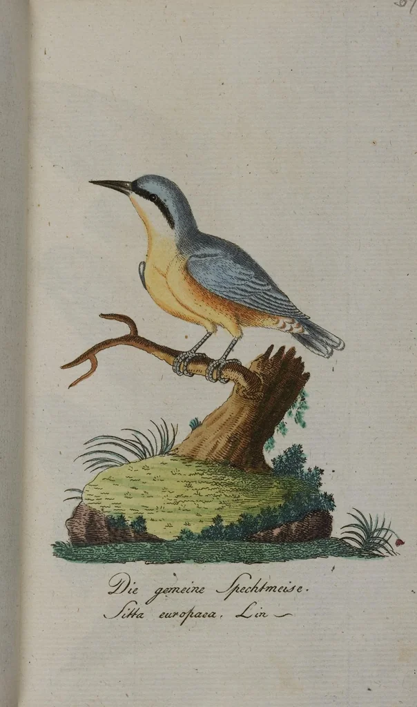 An illustration from (Band 2): Zweytes Hundert, 1796, leaf 180