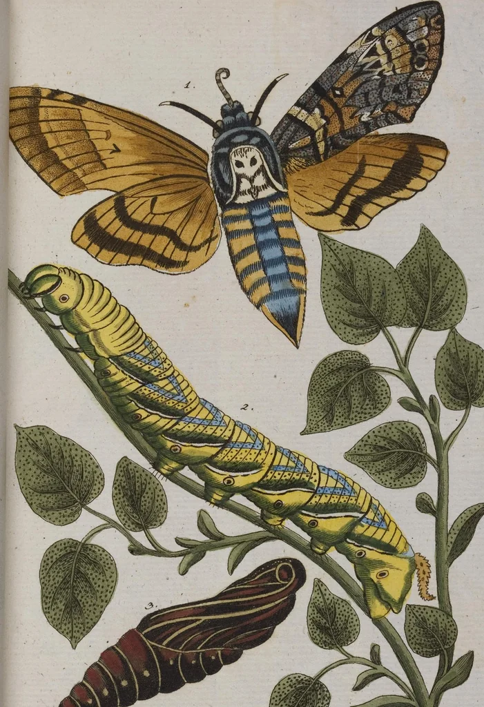 An illustration from (Band 2): Zweytes Hundert, 1796, leaf 181